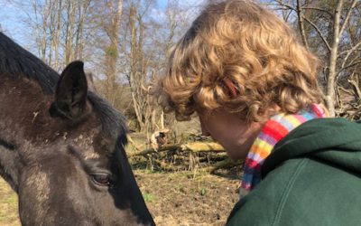 A Team (Meeting) of Horses